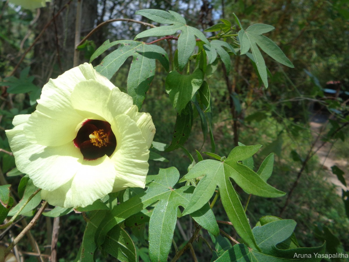 Gossypium arboreum L.